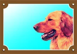 Farbschild Vorsicht vor dem Hund, Hovaward